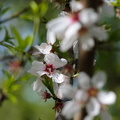 almond tree blossoms2010d10c083.jpg